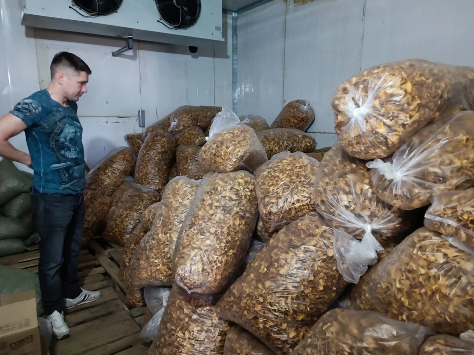  Александр Закиров и его продукция. Фото: Алексей ОВЧИННИКОВ. «140 килограммов мухоморов в США? Да, это я в прошлом году продал! Я вообще был первый, кто официально поставил мухомор за границу.»