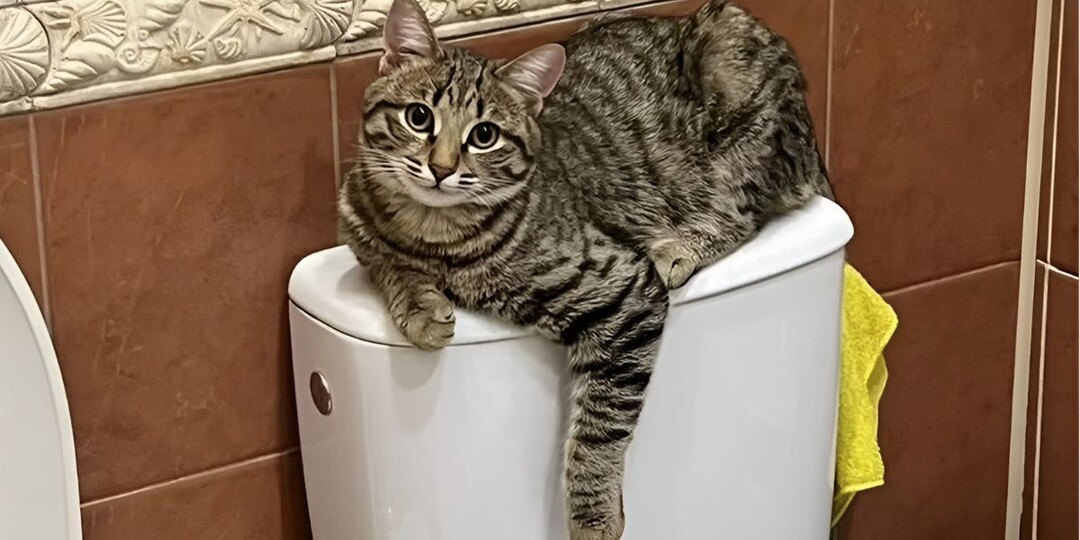 Умный кот за 200 миллионов рублей: что он умеет и почему стоит так дорого?