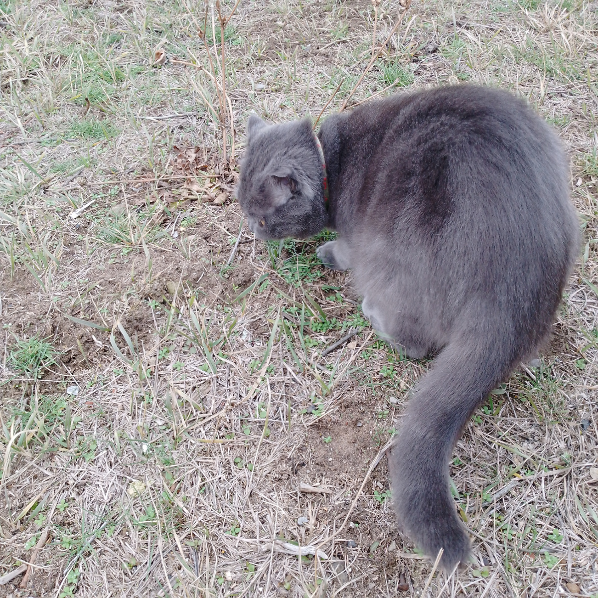 Нашла траву