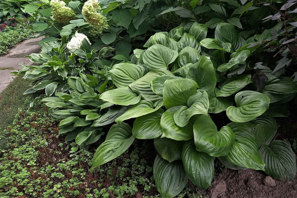 Mojito. Фото 7 августа 2024