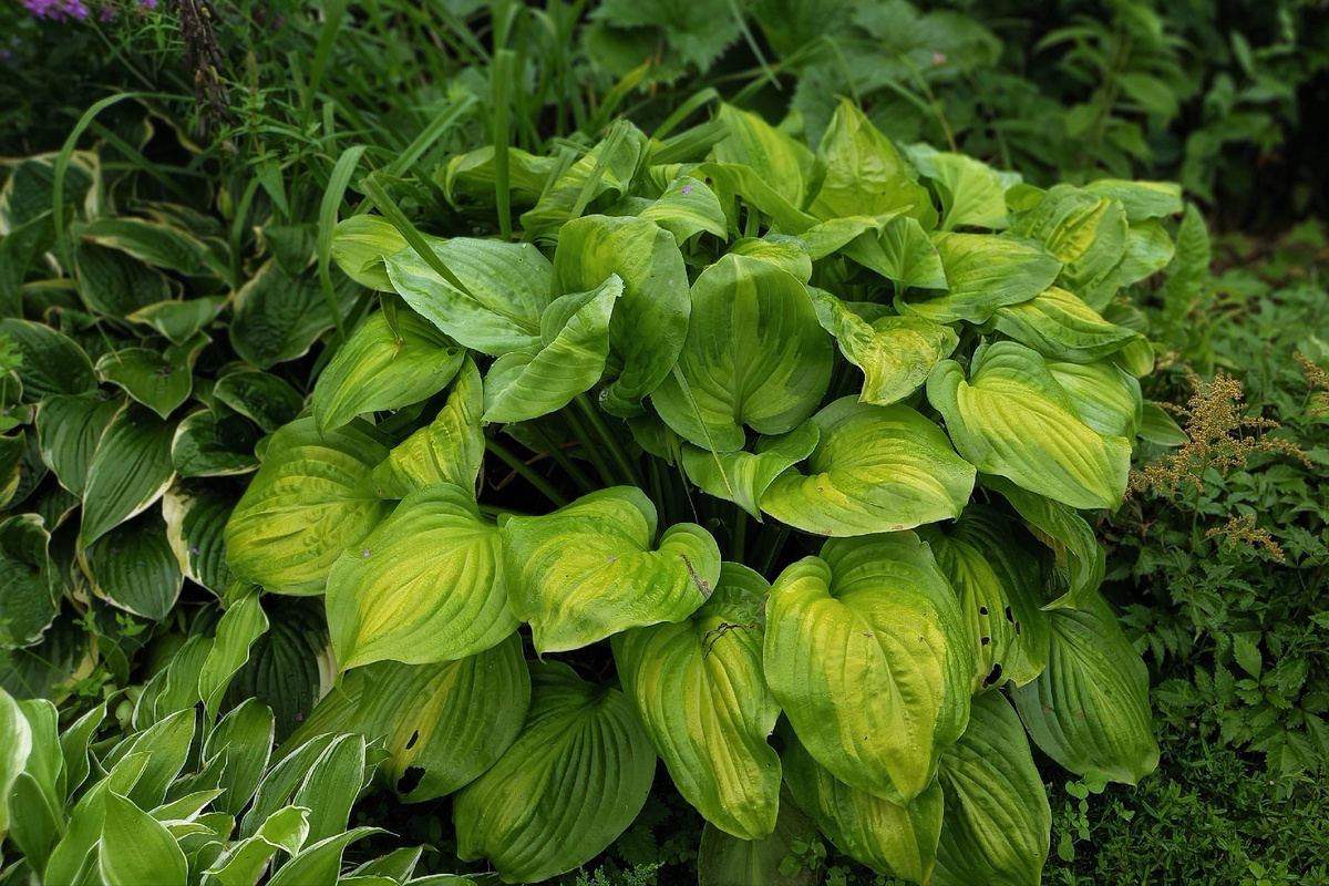 Avocado. Фото 17 августа 2024 года. Mojito дальше