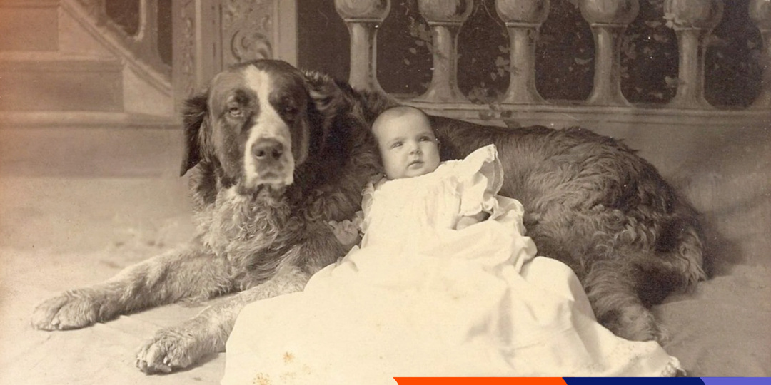 Утраченный символ русского собаководства: гигантские охотники