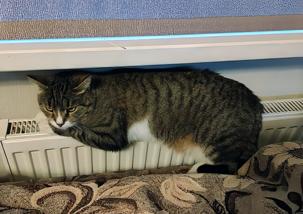 Суровая Кисаня на батарее