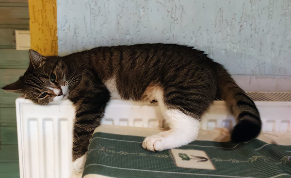 Влюбленная в батарею Кисаня