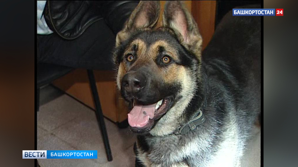    В Башкирии обновили правила содержания домашних животных