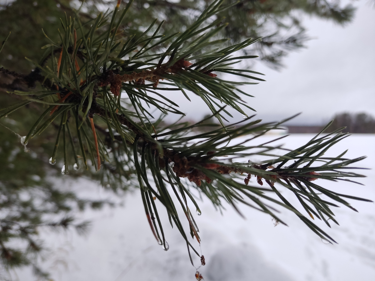 Вон там на кончиках сосновых иголочек висят-дрожат капельки воды, и это что - это значит, что погода у нас опять с плюсом, и тает снег. Аррррррр. 