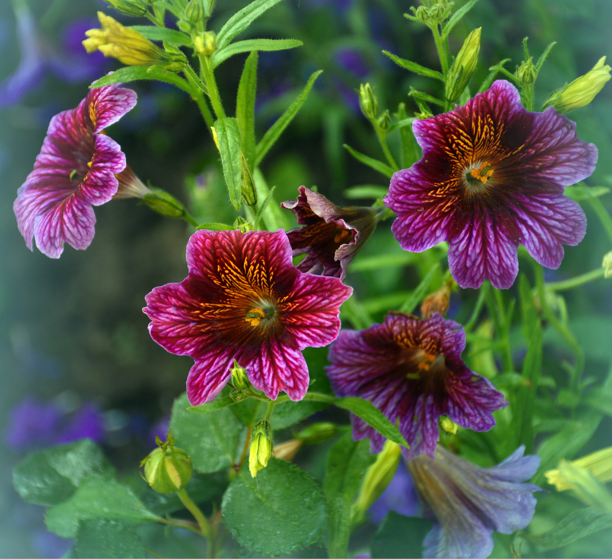 Все фотографии в статье мои. Растения - тоже