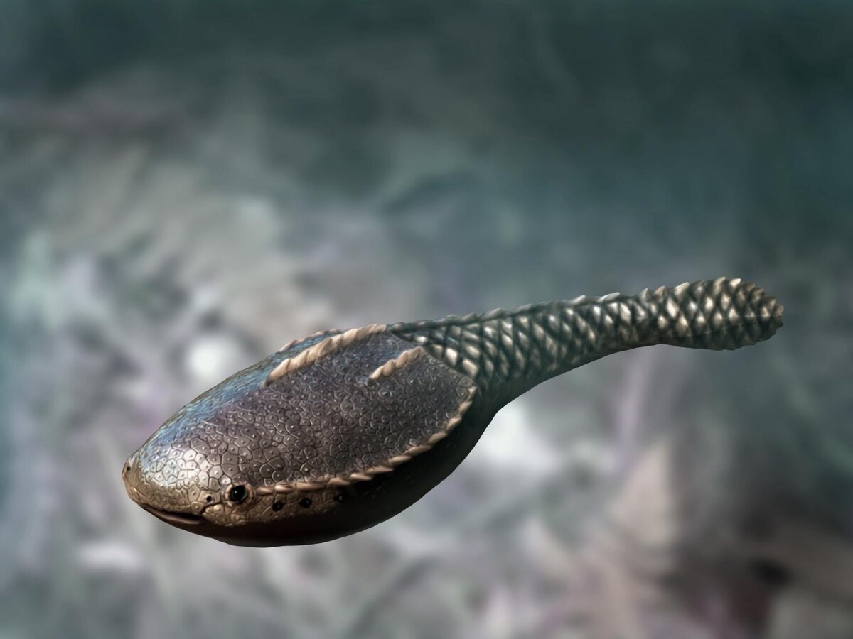 Циатаспис / Источник: Цитадель адеквата