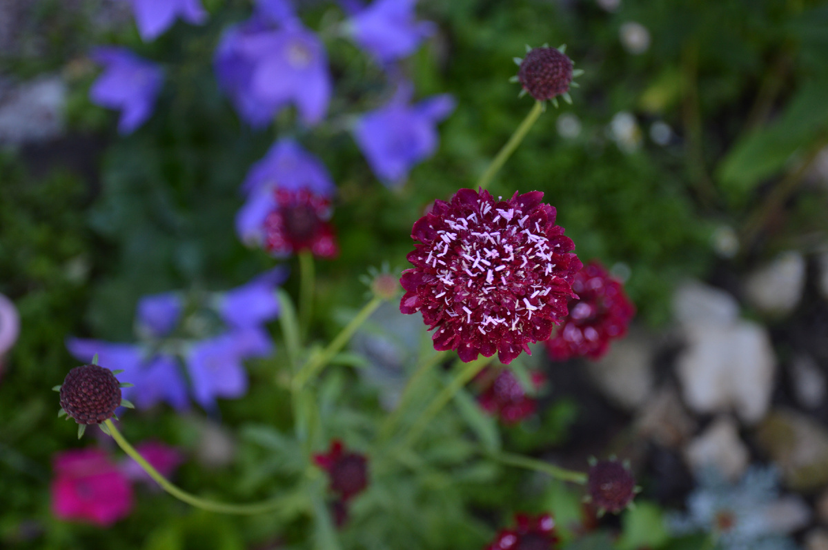 Скабиоза пурпурная. Все фотографии в статье мои