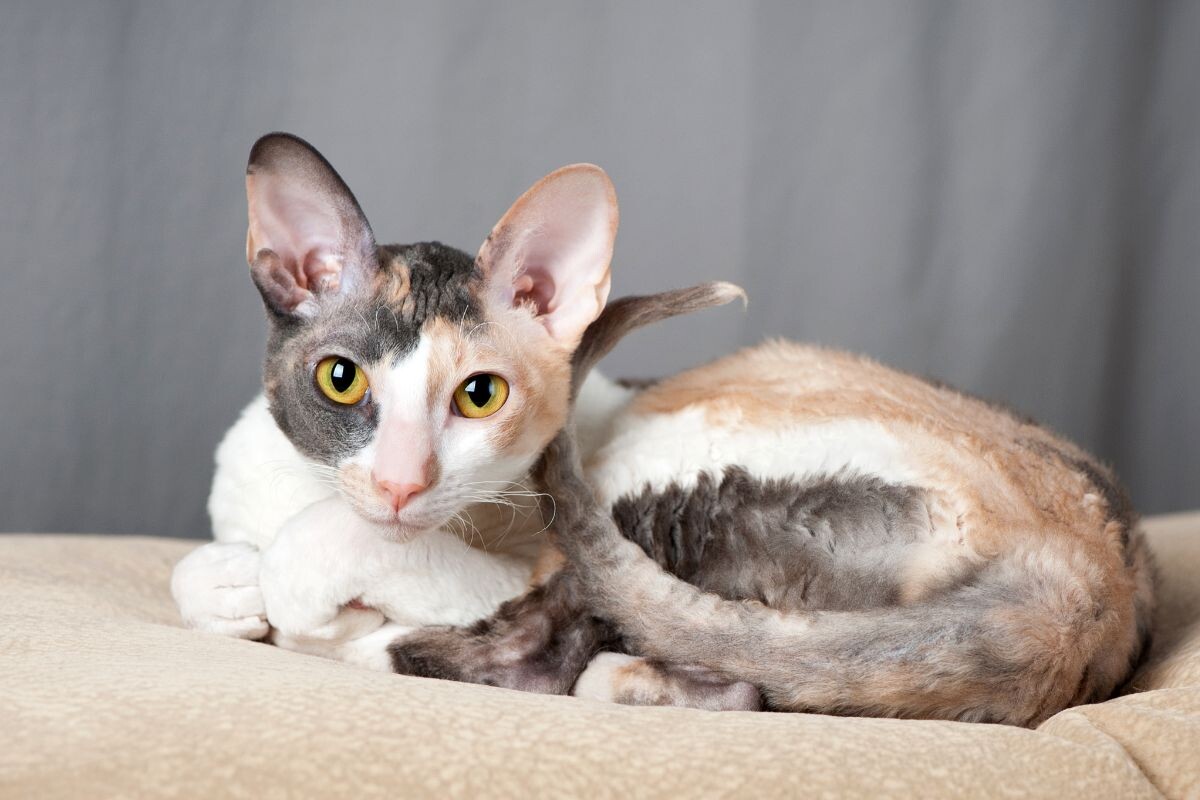 Кот корниш-рекс