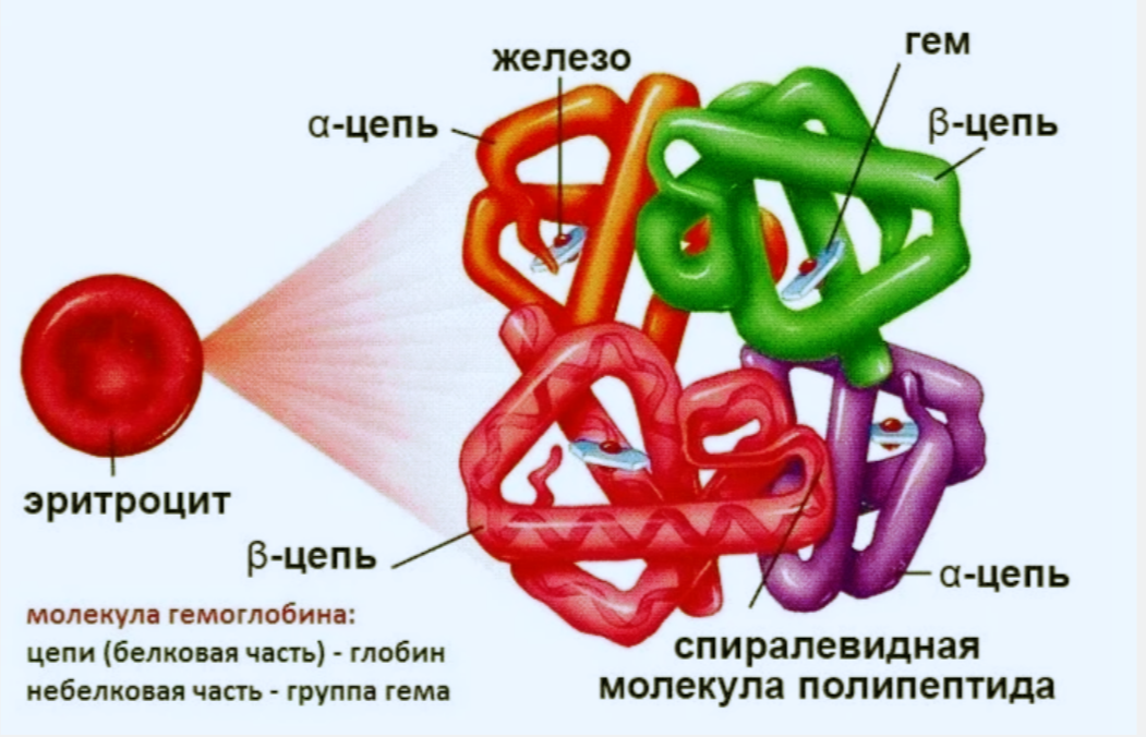 Глобин состоит из четырех цепей α1, α2, β1, β2 с определенной пространственной конфигурацией
