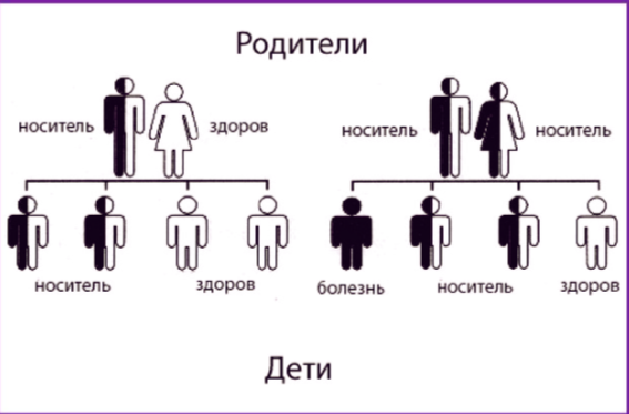 Заболевание наследуется по аутосомно-рецессивному типу: для развития болезни ребенок должен унаследовать по две копии аномального гена