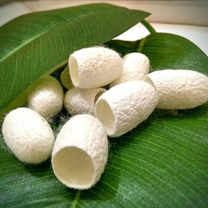 Коконы тутового шелкопряда