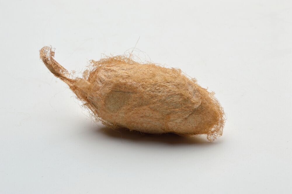 Шелк из диких шелкопрядов