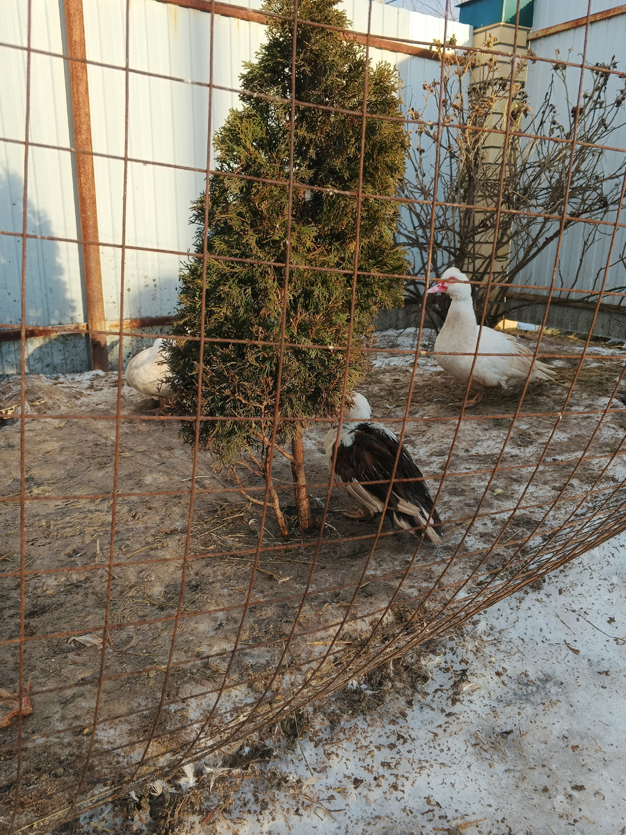 Мускусные утки (индоутки) радуются солнышку. 