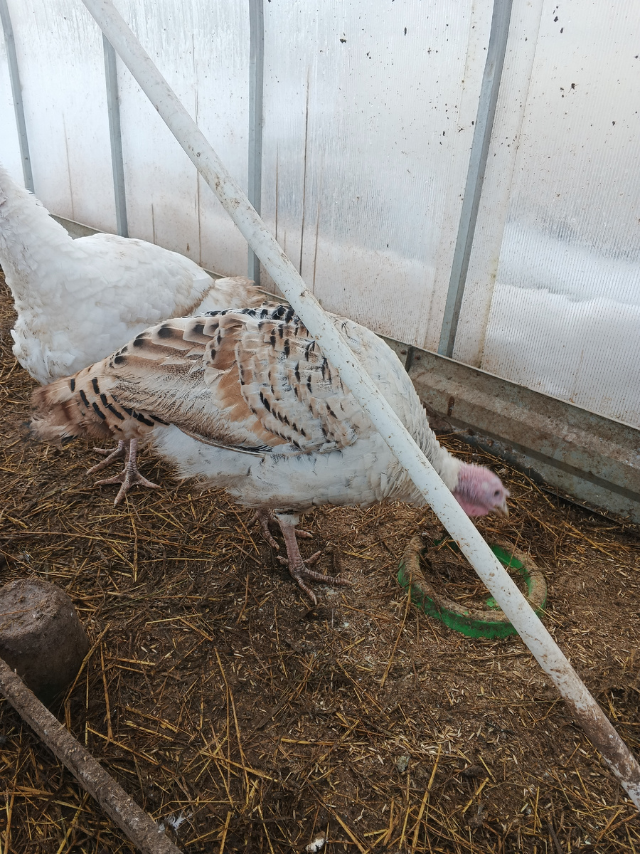 Индюки подрастают. 