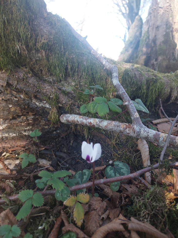 Это тоже цикламены