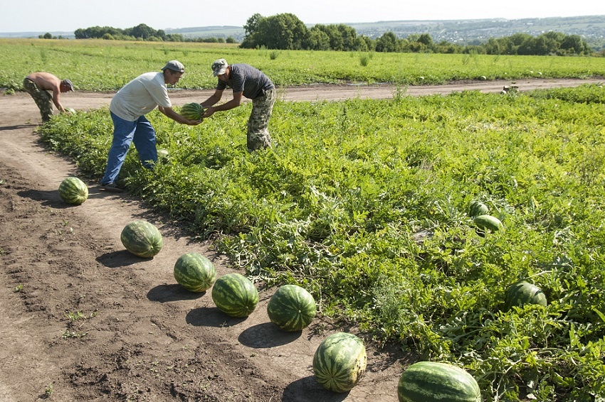Картинка. Свободный доступ.