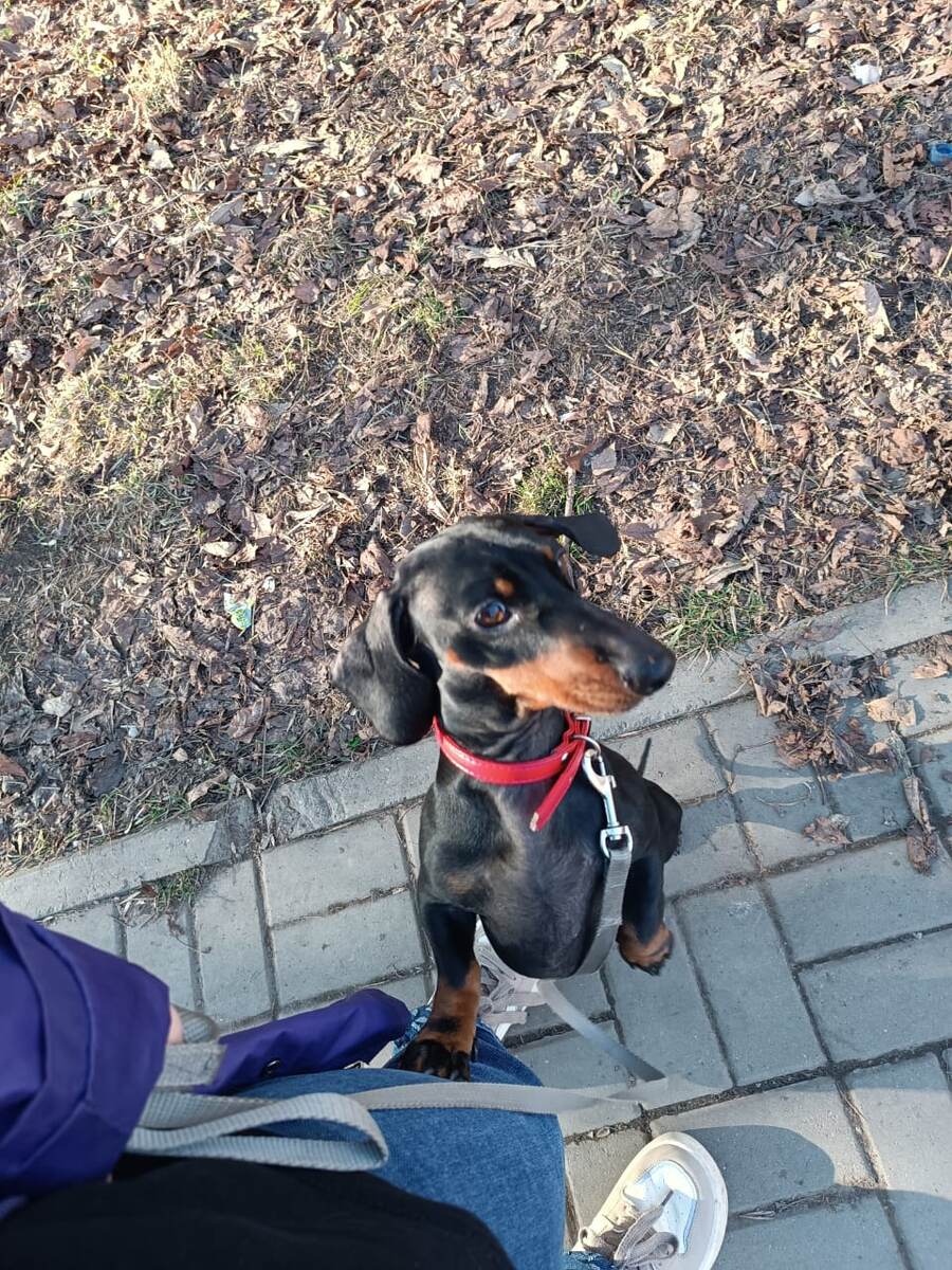 Рич на прогулке