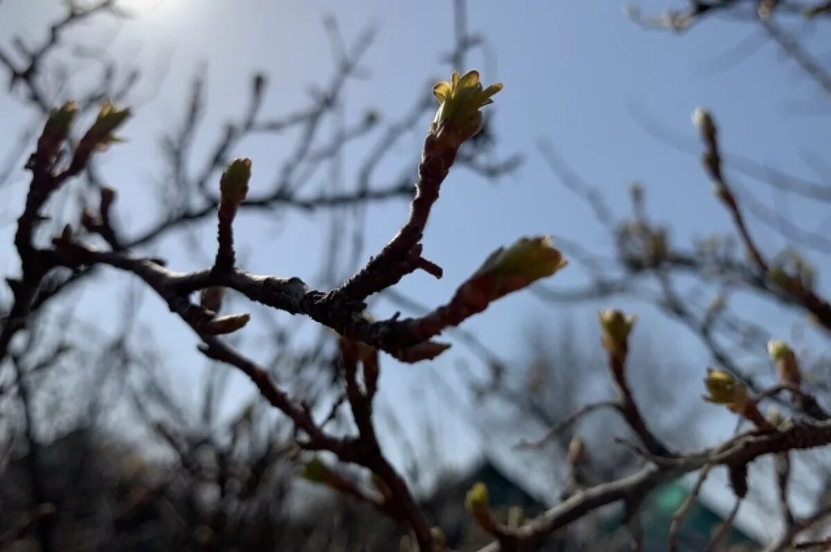    Новосибирские ученые выявили изменение климата в регионе за 20 лет