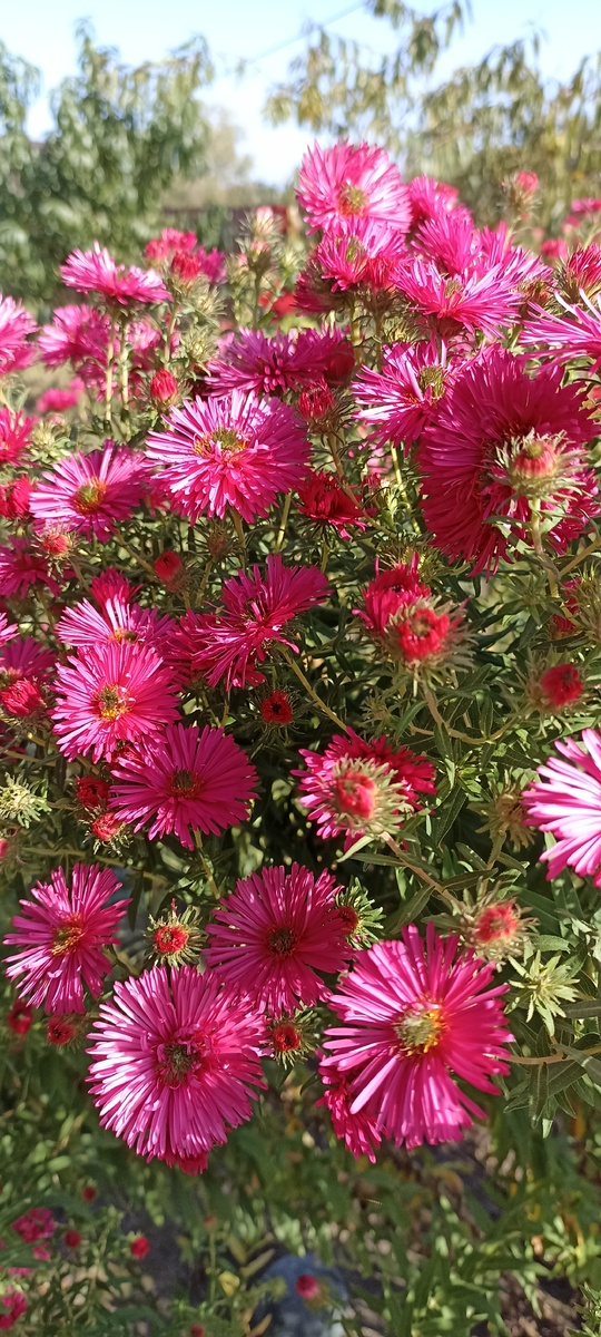 Многолетняя астра, знакомая подарила кустик. 