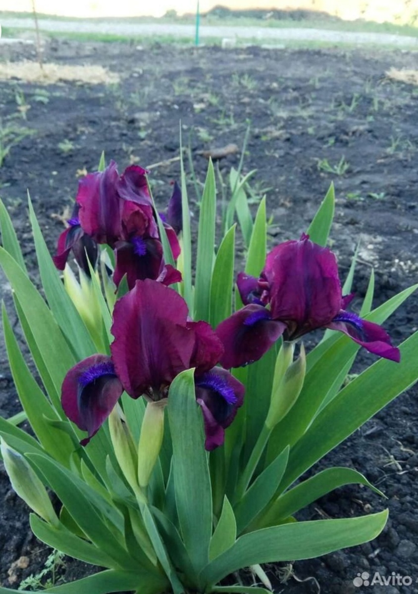 Любимые ирисы, мне их свекровь подарила. Бордюрные ирисы до 40см с пышным цветением. Изначально с покупкой дома у свекрови набрала ирисов различных расцветок. 
