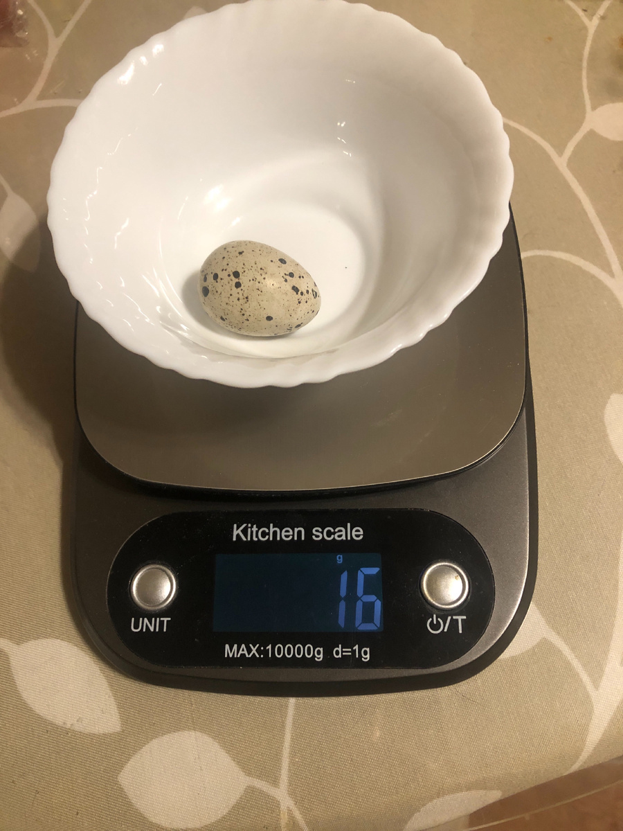 Вес одного перепелиного яйца