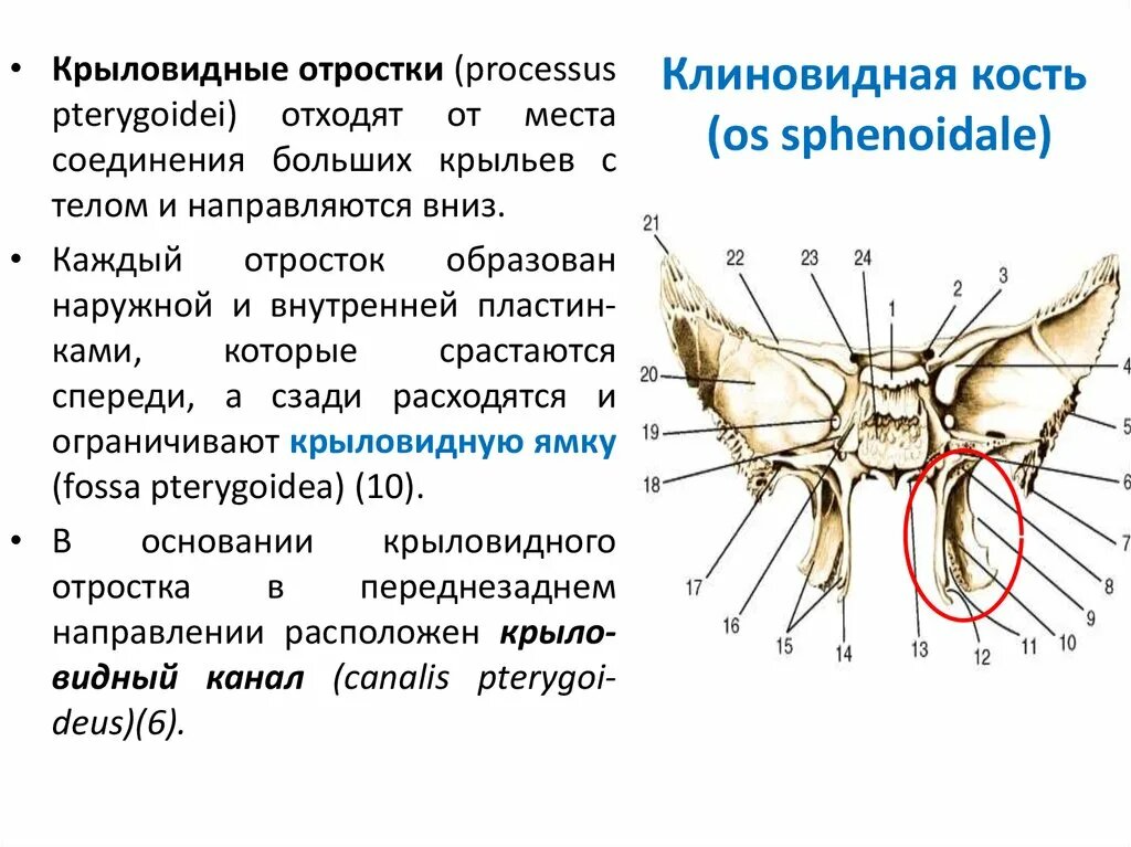 Из открытых источников сети интернет