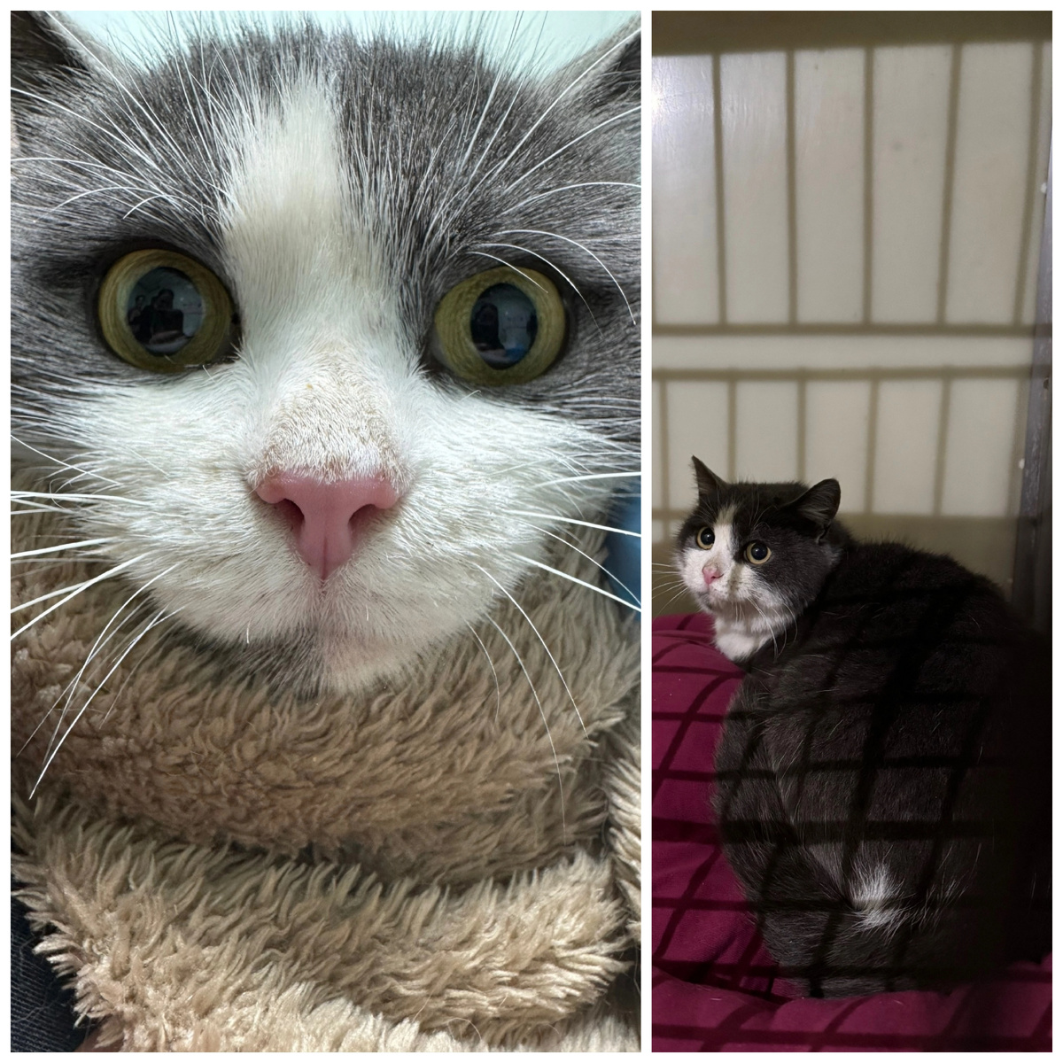 Пежо нашли на улице.