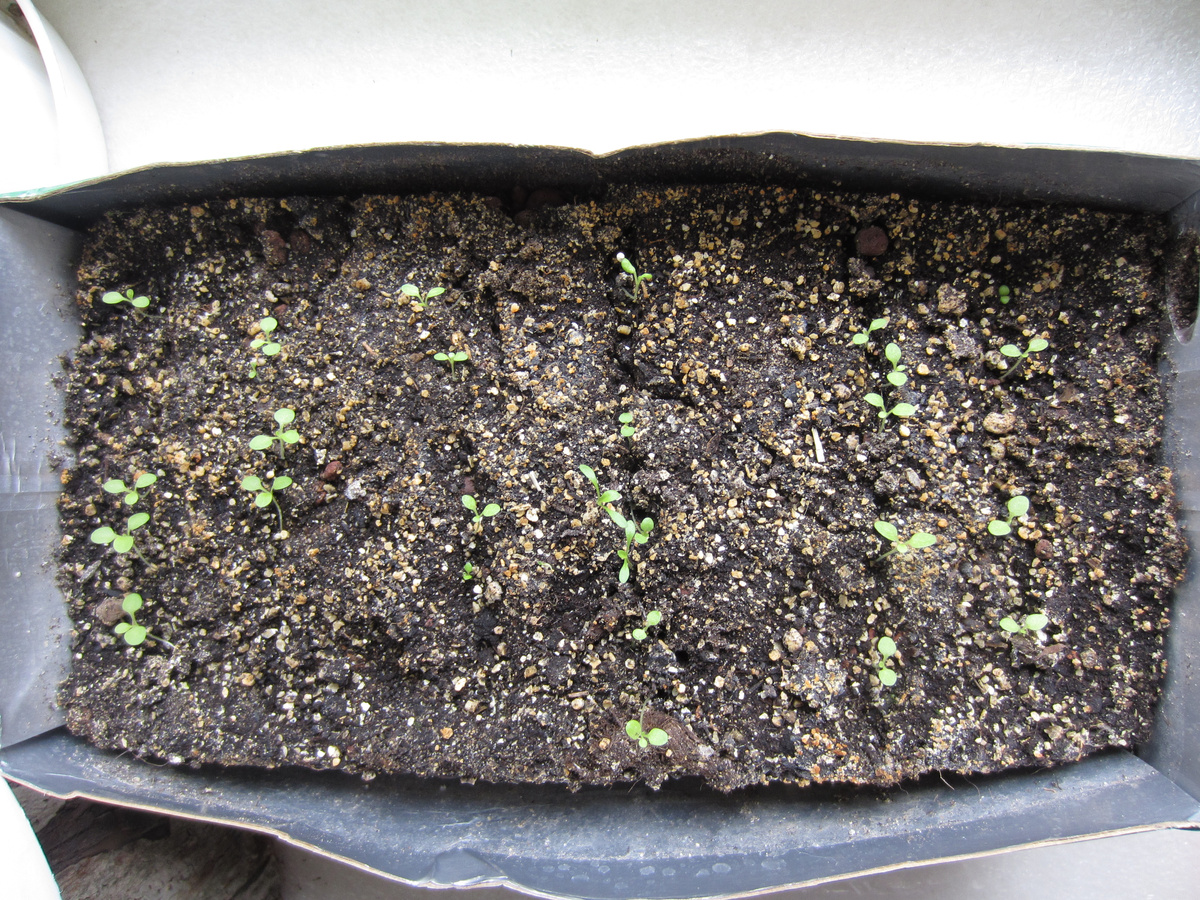 В роли ящичка для рассады упаковка из-под сока