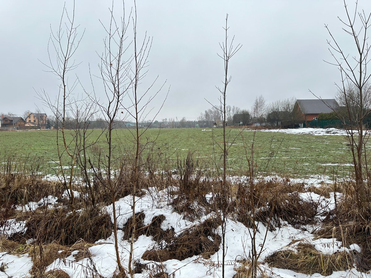  Вчера выезжал за город: вот такие у нас поля в середине января!