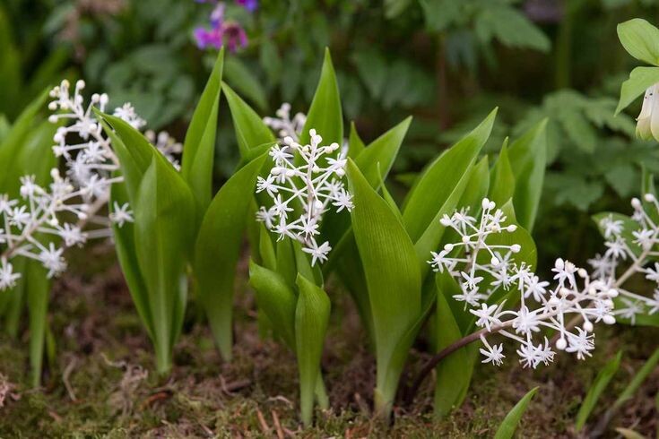 Speirantha convallarioides - совершенно для меня новое и поразительное растение - заказал, конечно. Снимок с i.pinimg.com