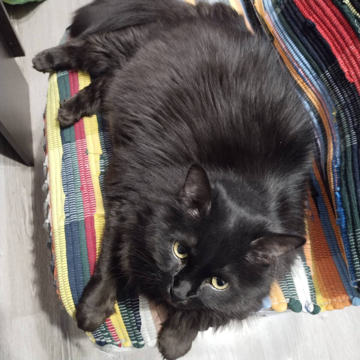 Всех за Буську отколбасю! Мяв!