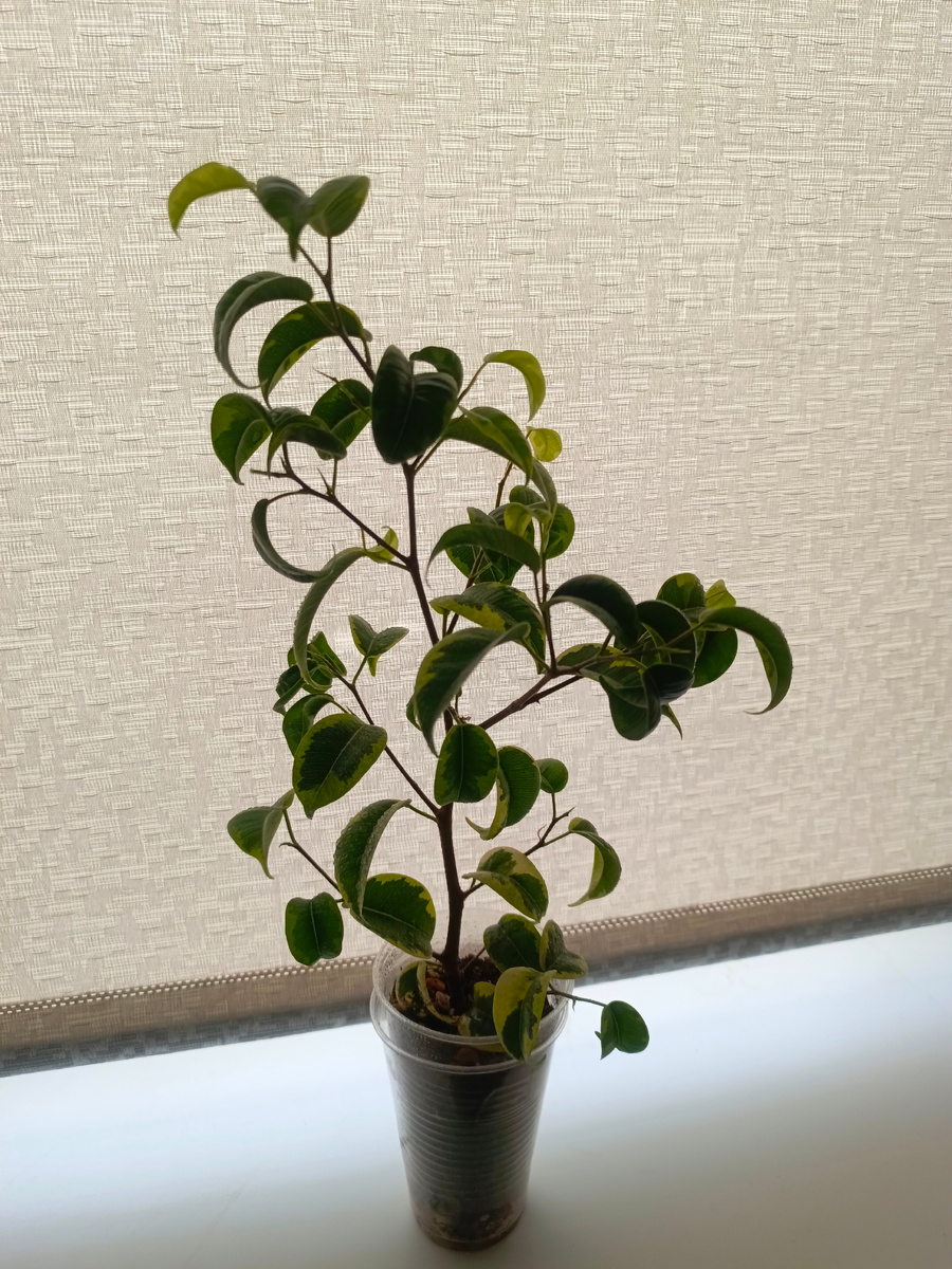 Вот прошла адаптация у моего фикуса, и я решила его пересадить, так как корни полностью заполнили стаканчик.