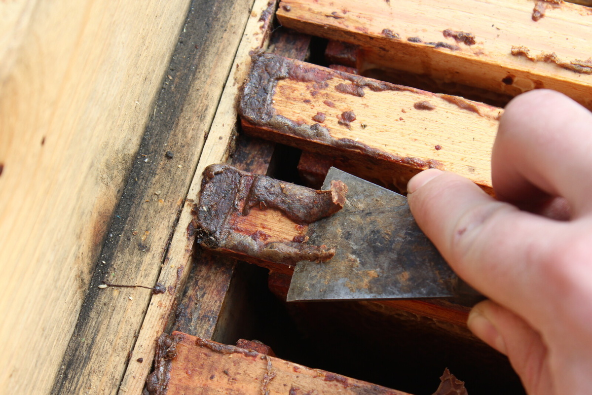 Как происходит сбор прополиса