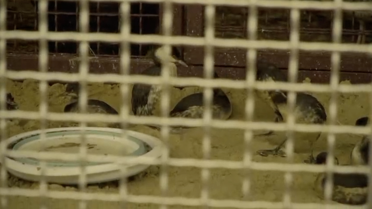    Фото: Оперативный штаб Краснодарского края