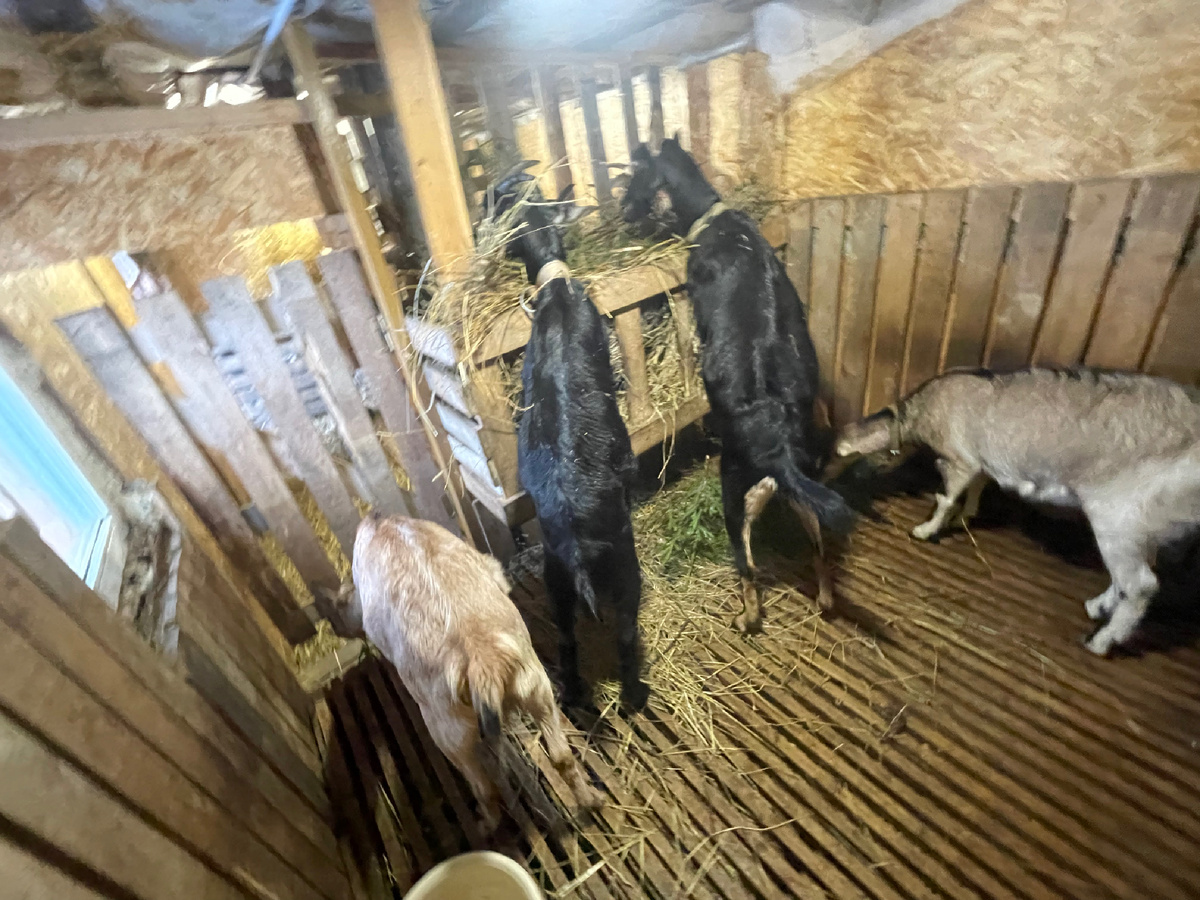 Аппетит после прогулки хороший.