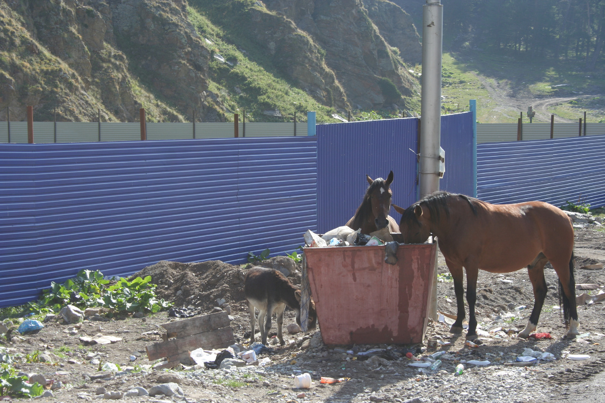 Лошади в Терсколе предпочитают кушать не траву, а помоечный фаст-фуд