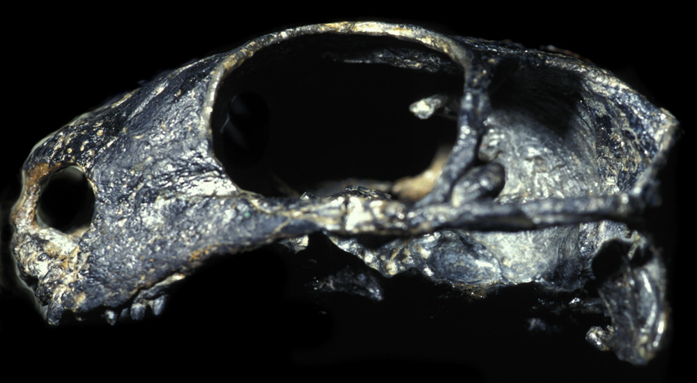 Голотип патраномодона.