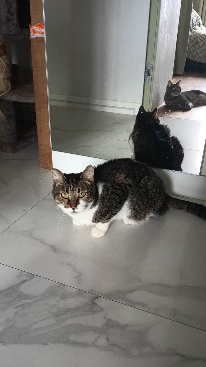 Когда ты только приехала в новый дом и никомуне здрасьте