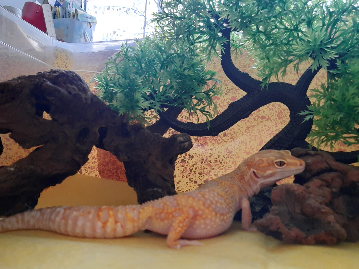 Моё фото. Алина - одна из эушек