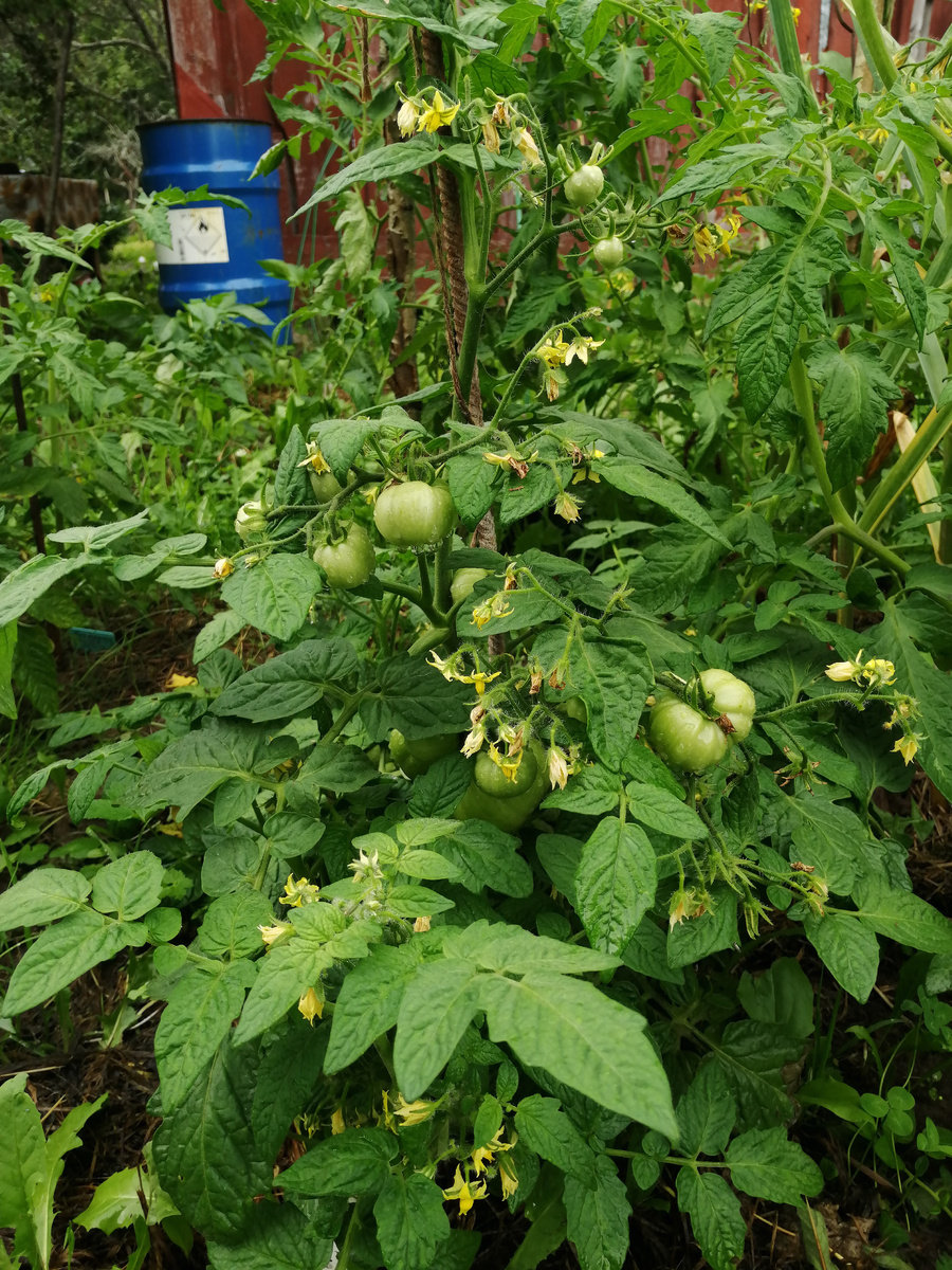 Мой помидорчик