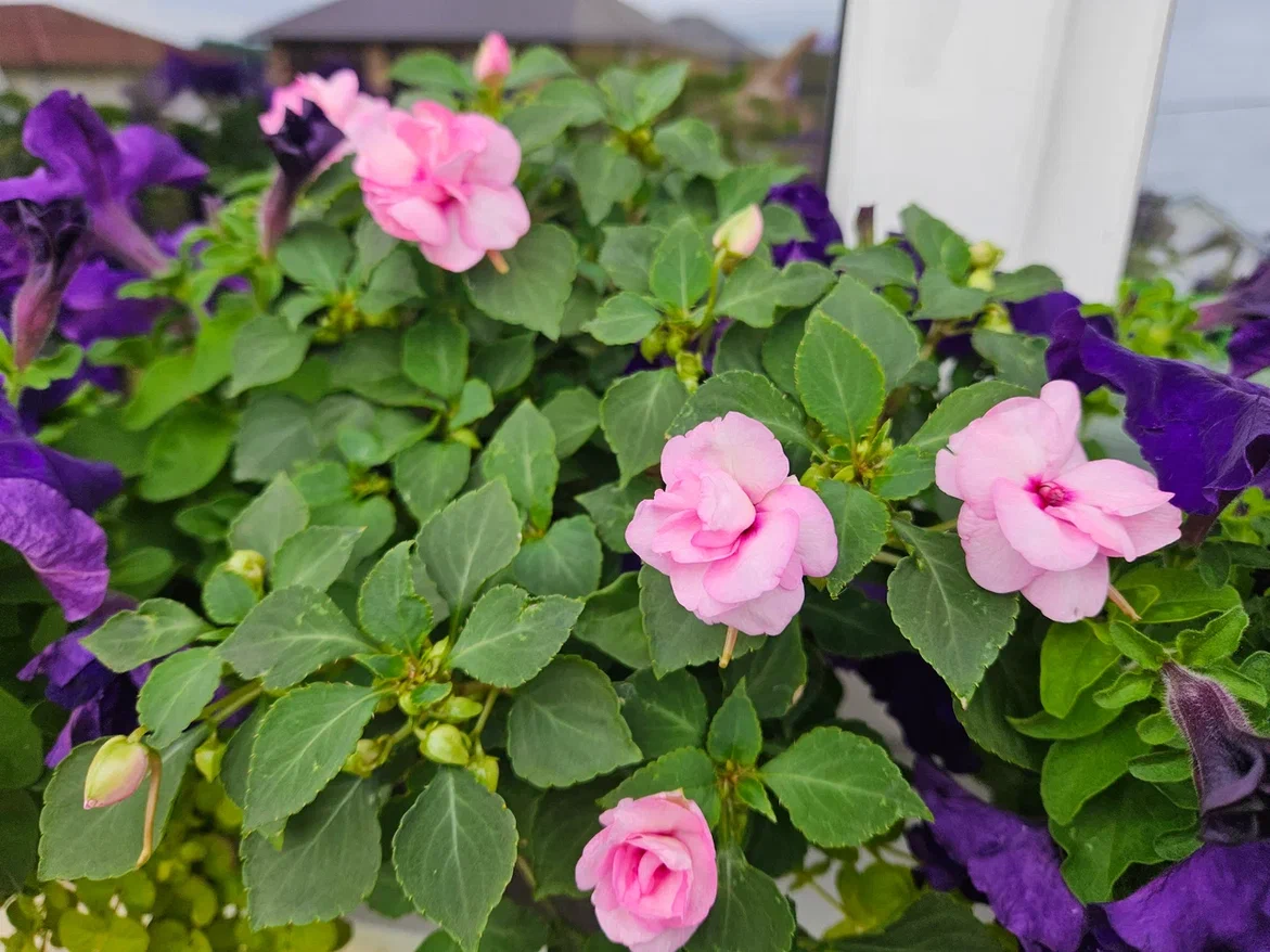 Ну каков красавец, а?