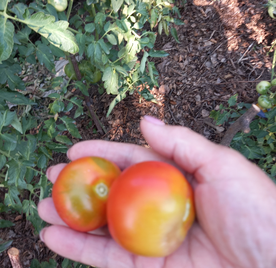 Оправдались ли ожидания: какие выросли томаты из купленных в магазине