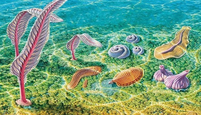 Жизнь организмов на дне эдиакарского моря. Источник: Peter Trusle Информация взята с портала «Научная Россия» (https://scientificrussia.ru/)