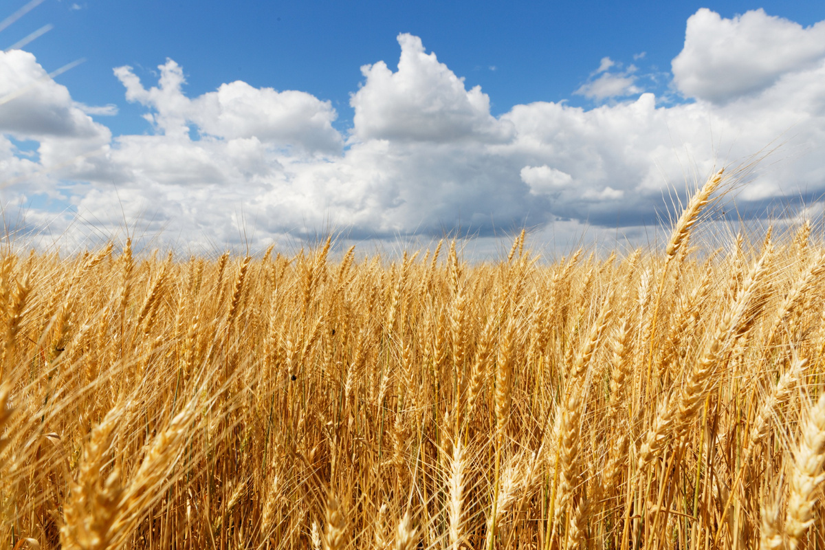 Доска зерно онлайн - https://agropartner.su/