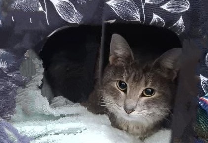 Светик-Добрыня