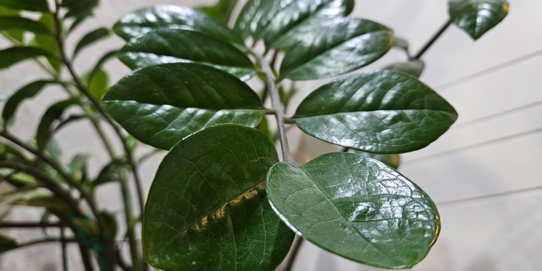 Перестаньте травить свои комнатные цветы: 7 популярных копеечных аптечных средств, которые не сделают растениям хорошо