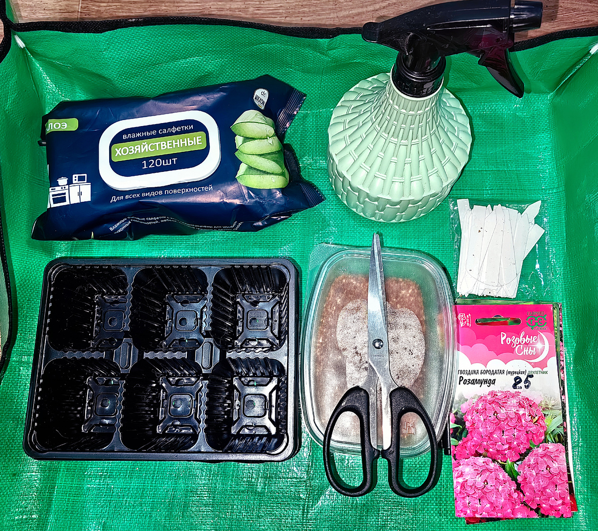 Сеяла гвоздику я в рассадные ёмкости 