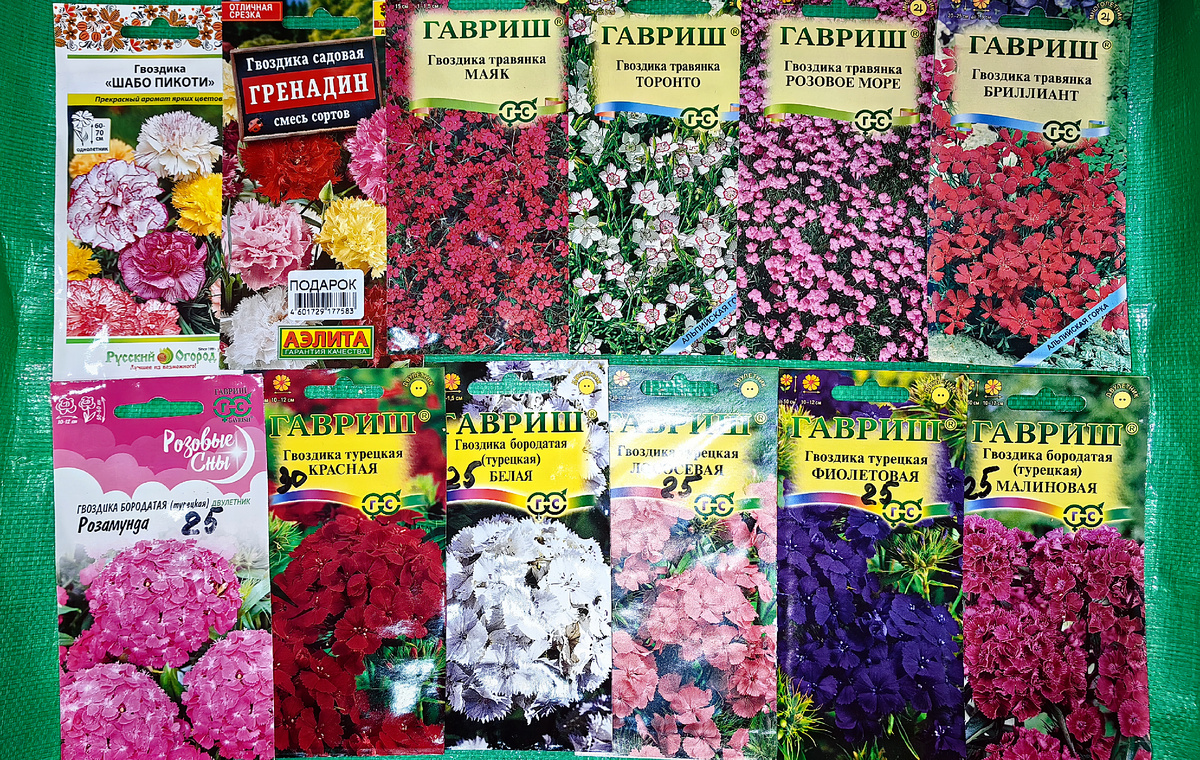 Семена гвоздики для посева